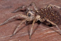 La Lycose tarentuline ou Tarentule radie ou Fausse tarentule ou encore Hogna raye. Une femelle et sa progniture (Araneae - Lycosidae - Hogna radiata)